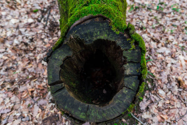 green moss in forest - monica moss imagens e fotografias de stock