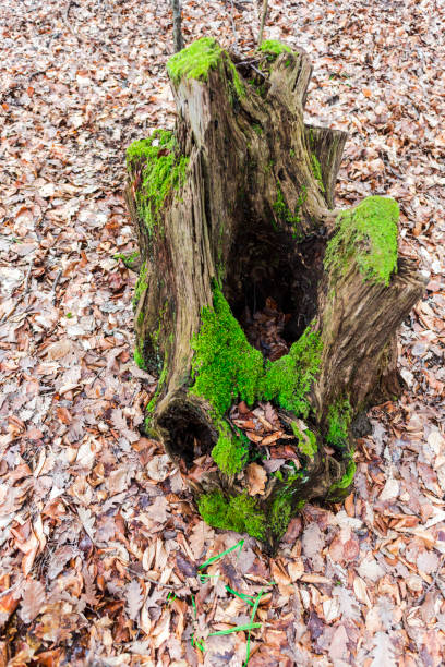 muschio verde nella foresta - monica moss foto e immagini stock