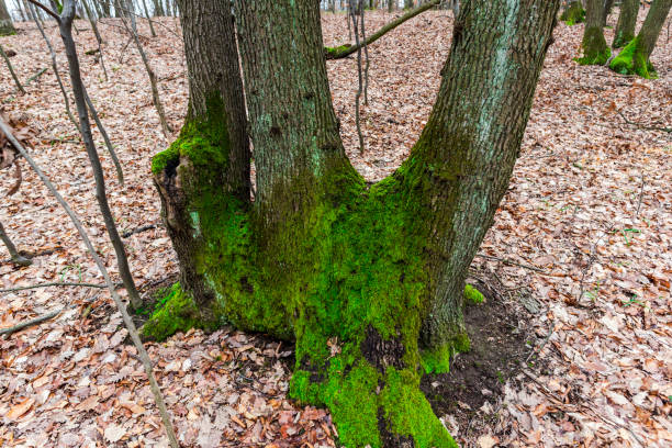 green moss in forest - monica moss imagens e fotografias de stock