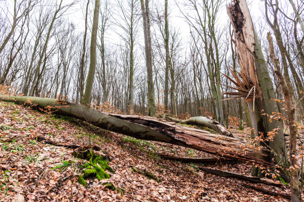 muschio verde nella foresta - monica moss foto e immagini stock