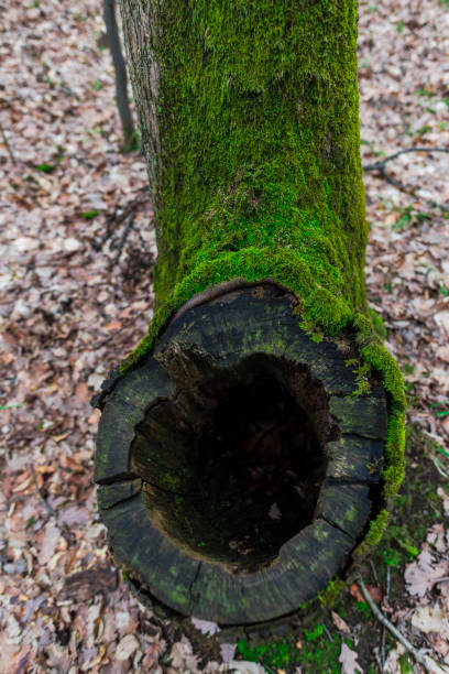 green moss in forest - monica moss imagens e fotografias de stock