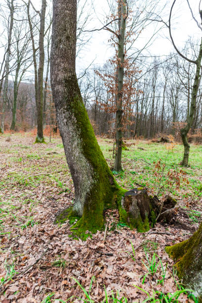 green moss in forest - monica moss imagens e fotografias de stock