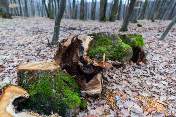 green moss in forest - monica moss imagens e fotografias de stock