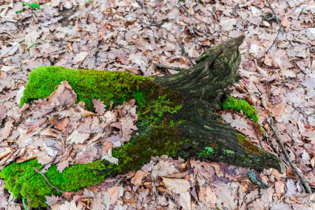 green moss in forest - monica moss imagens e fotografias de stock