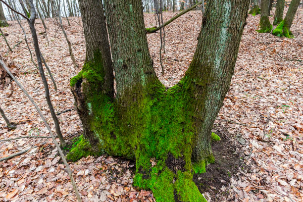 muschio verde nella foresta - monica moss foto e immagini stock