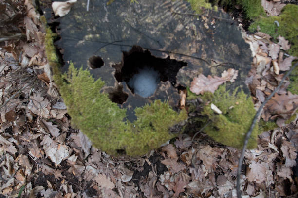 green moss in forest - monica moss imagens e fotografias de stock