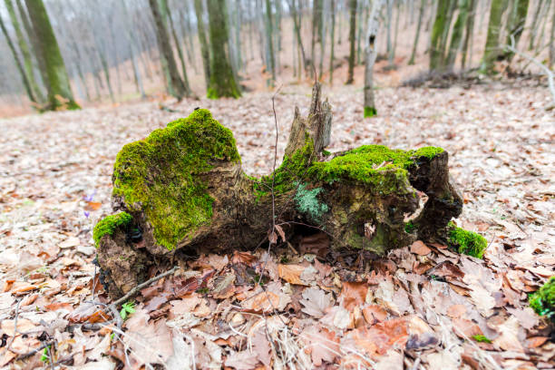 green moss in forest - monica moss imagens e fotografias de stock