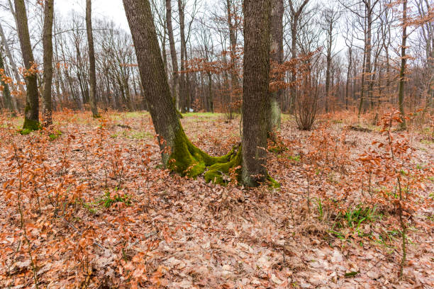 muschio verde nella foresta - monica moss foto e immagini stock