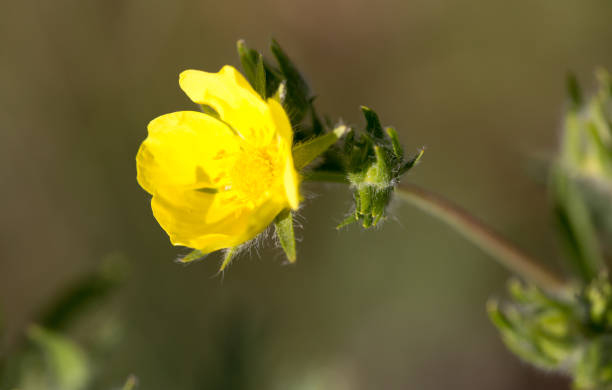 istock Beautiful yellow flower in the wild in spring 933681814
