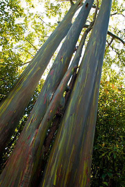 Rainbow eucalyptus Trees on Maui, Hawaii stock photo