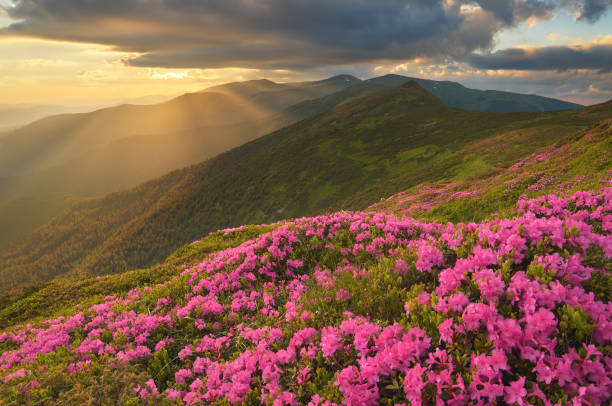 istock Blossoming rhododendron in mountains summer 933694900