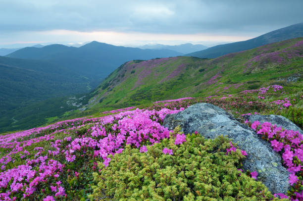 istock Mountain landscape with flowers 933694926