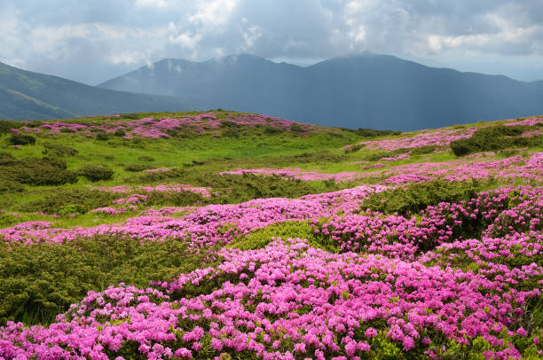 istock Fields of flowers in the mountains 933694952