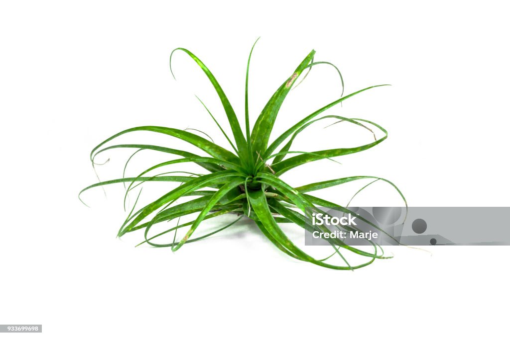 Tillandsia Air Plant Isolated on White Background Tillandsia air plant isolated on white background. Tropical plant, bromeliad, close-up. Air Plant Stock Photo