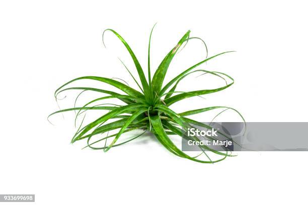 Tillandsia Air Plant Isolated On White Background Stock Photo - Download Image Now - Air Plant, Cut Out, Bromeliad