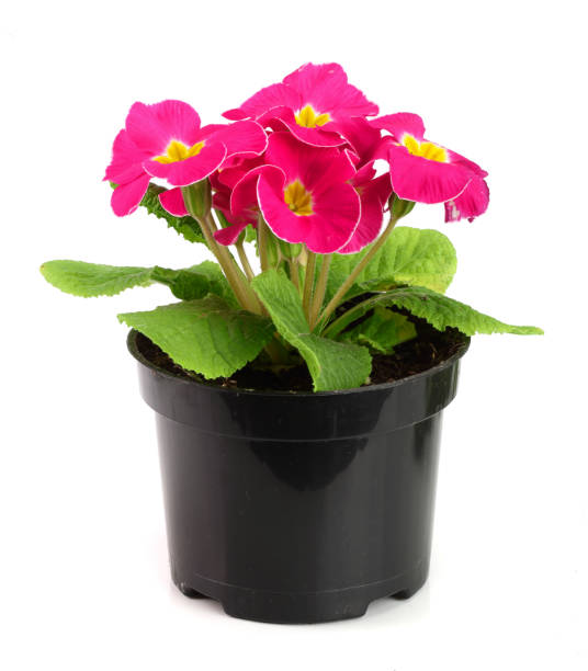 istock pink primula polyanthus isolated on white. spring primroses flowers 933699780