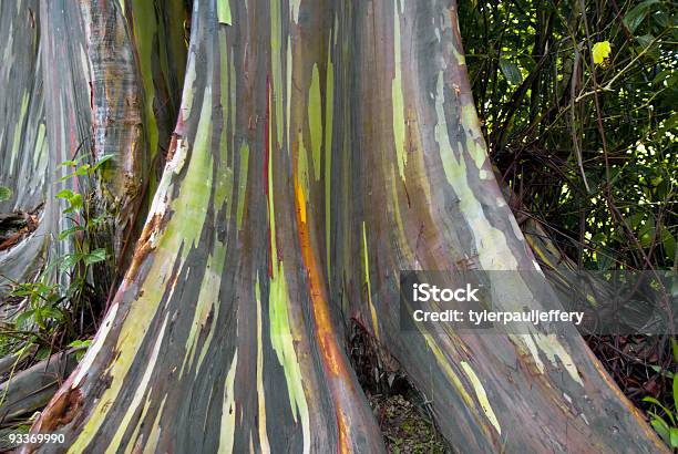 Arcobaleno Albero Di Eucalipto - Fotografie stock e altre immagini di Eucalyptus deglupta - Eucalyptus deglupta, Albero, Albero di eucalipto