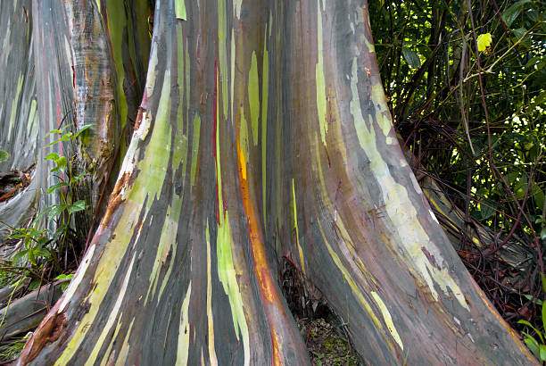 Rainbow Eucalyptus tree stock photo