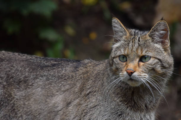 Close up portrait of one European wildcat (Felis silvestris) looking at camera alerted, low angle view