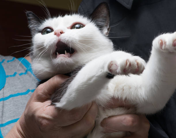 gato asustado y enojado en manos de la amante, que está tratando de lo calmar a - domestic cat anger hissing aggression fotografías e imágenes de stock