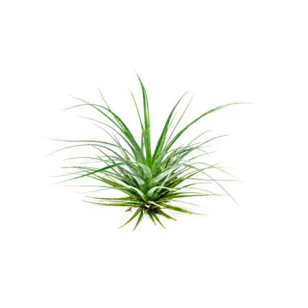 Tillandsia Air Plant Isolated on White Background. Tropical plant, bromeliad, close-up. Space for copy.