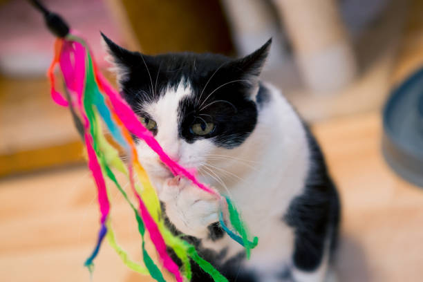 istock playful black an white cat; closeup 933712464