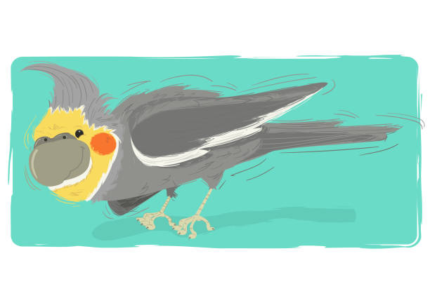 The Calopsita A gray cockatiel with yellow face and orange cheek. pena palace stock illustrations