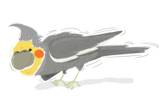The Calopsita A gray cockatiel with yellow face and orange cheek. pena palace stock illustrations