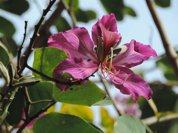 istock Lilac hibiscus flower 933719660