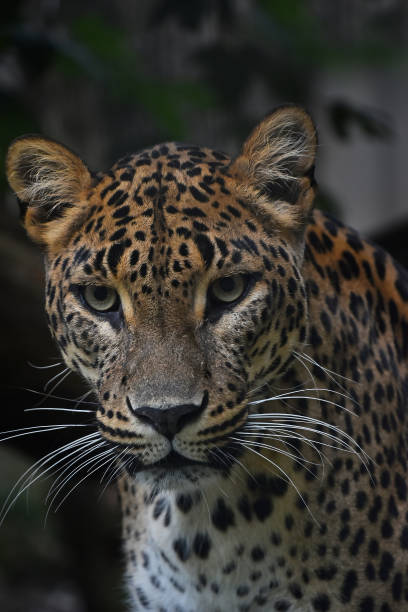 istock Close up portrait of Persian leopard 933730192