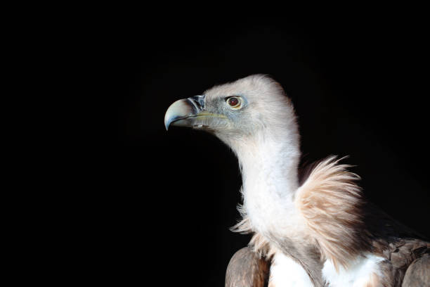 istock Portrait of a nice vulture looking to the side 933730294