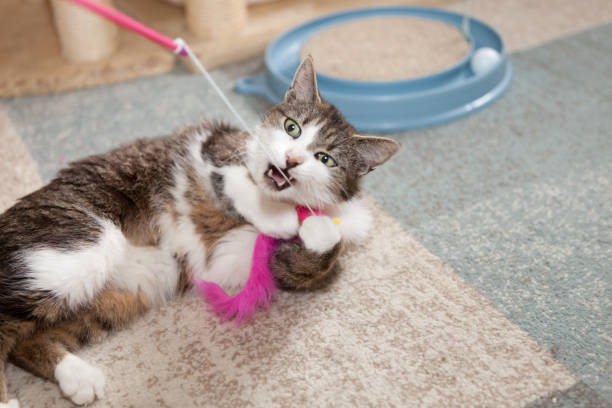 istock playful gray and white tabby cat; view from above 933732758