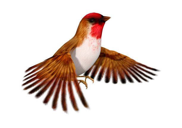 istock 3D rendering bird scarlet finch on white 933736970