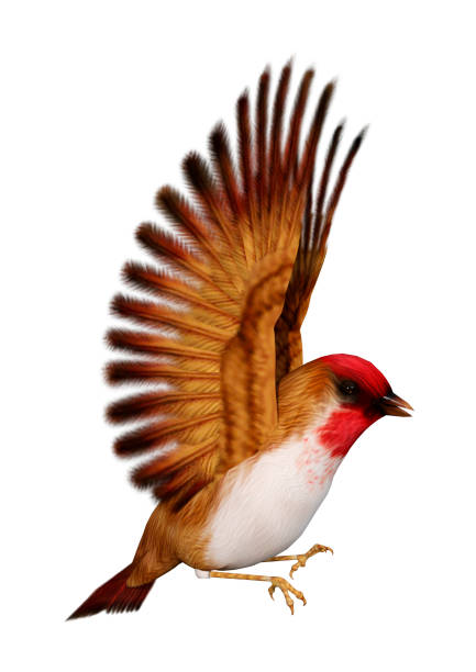 istock 3D rendering bird scarlet finch on white 933736980