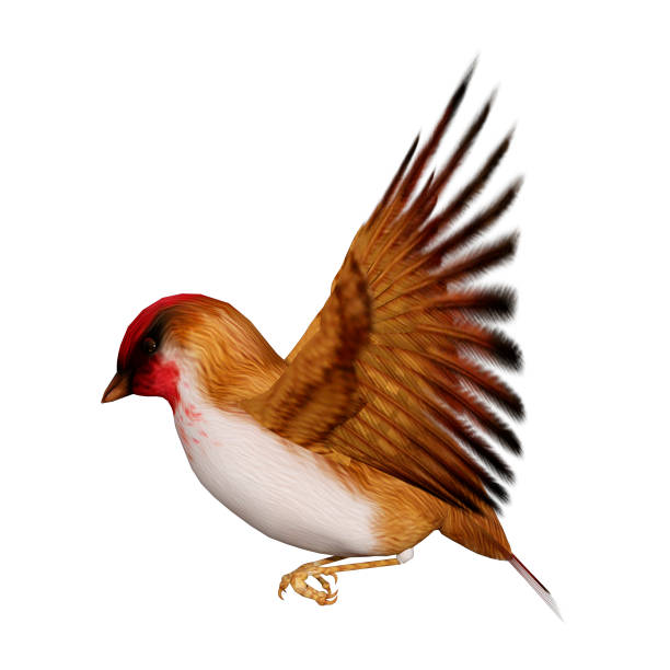 istock 3D rendering bird scarlet finch on white 933736996