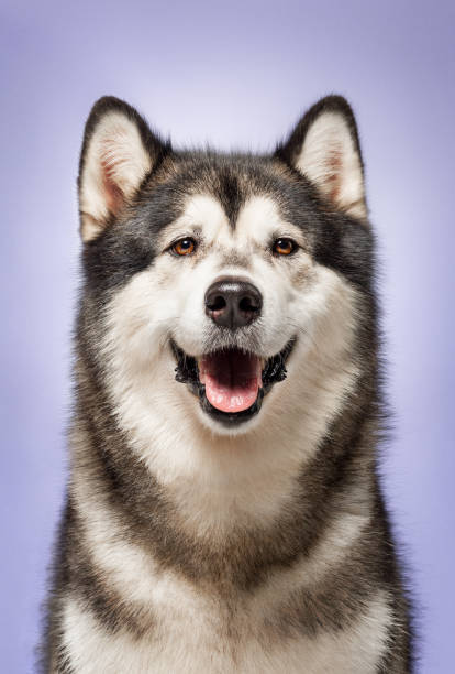 Alaskan Malamute, 2 years old, sitting in front of lilac background Alaskan Malamute, 2 years old, sitting in front of lilac studio background malamute stock pictures, royalty-free photos & images