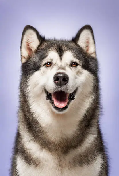 Alaskan Malamute, 2 years old, sitting in front of lilac studio background