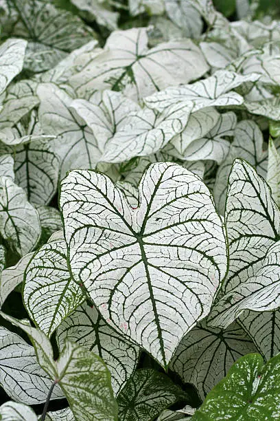 Photo of Caladium