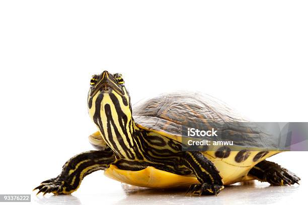 Yellowsaucerrotia Schieberegler Stockfoto und mehr Bilder von Wasserschildkröte - Wasserschildkröte, Freisteller – Neutraler Hintergrund, Landschildkröte