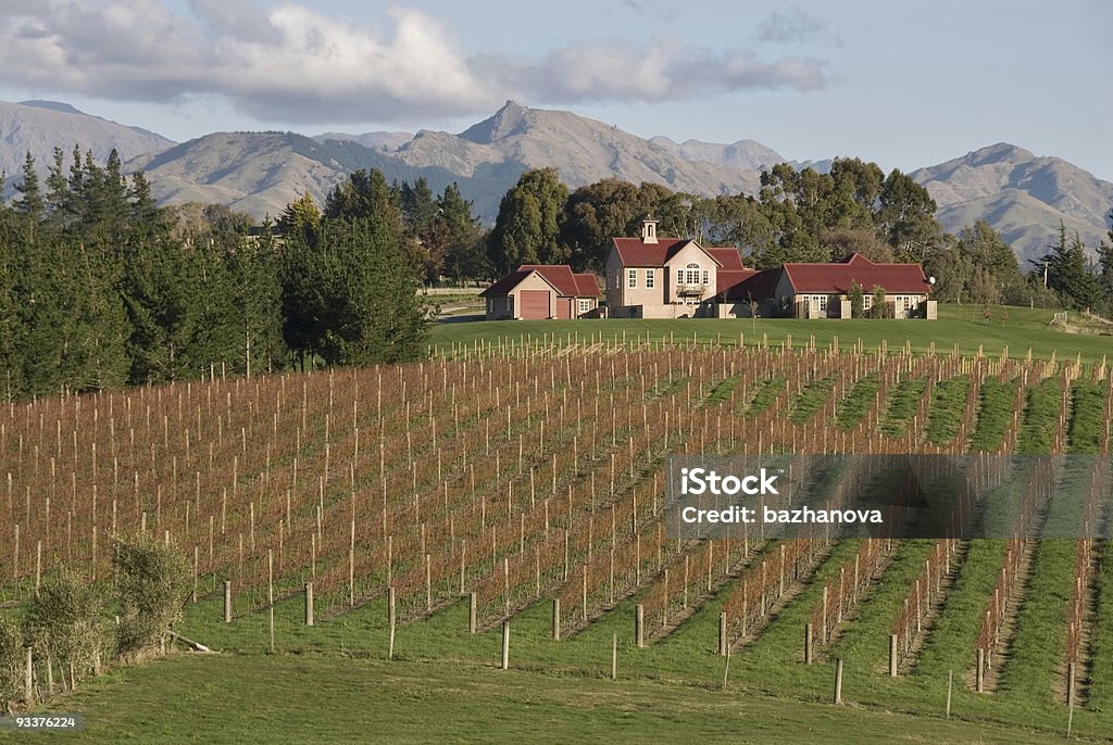 Vineyard in New Zealand  Wine Stock Photo