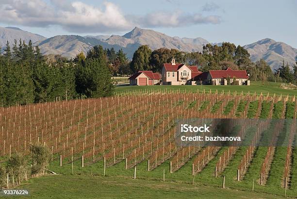 Vineyard In New Zealand Stock Photo - Download Image Now - Wine, Marlborough Sounds, New Zealand