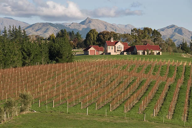 winnica w nowej zelandii - marlborough region zdjęcia i obrazy z banku zdjęć