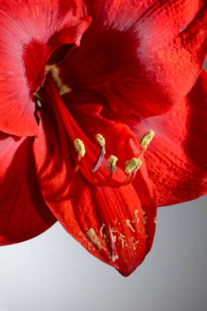 istock closeup of a blooming red amaryllis flower 933762848