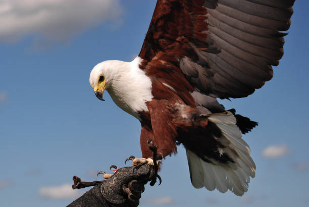istock American eagle (Haliaeetus leucocephalus) touching down on the hand of a falconer 933762872