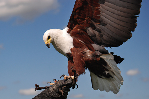 The American Eagle can be found in North America, Canada and Alaska. This sea eagle is frequently used by the Americans as a symbol. The enormous bird is incredibly strong and has a dominant character.
