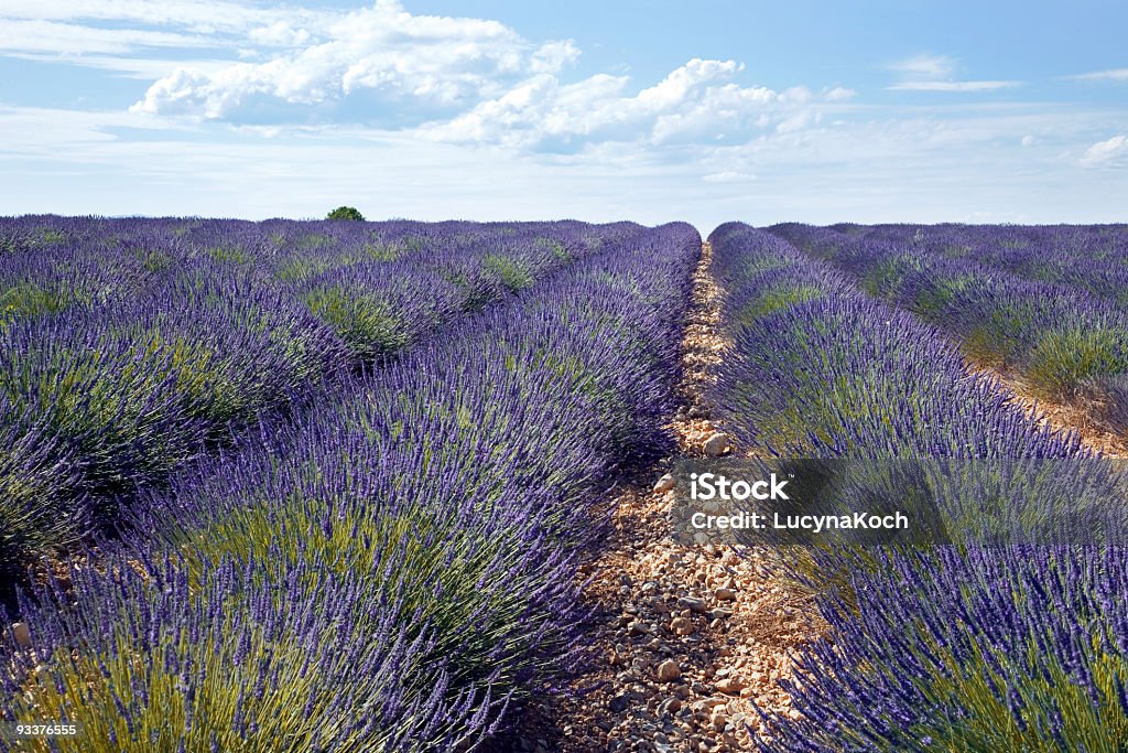 Big – Lavendelfeld in der Provence - Lizenzfrei Blüte Stock-Foto