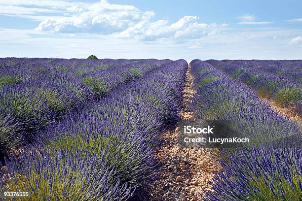 Big Lavendelfeld In Der Provence Stockfoto und mehr Bilder von Blüte - Blüte, Botanik, Breit