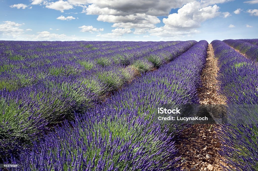 Big – Lavendelfeld in der Provence - Lizenzfrei Blüte Stock-Foto