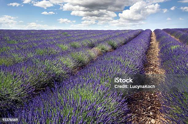 Big Lavendelfeld In Der Provence Stockfoto und mehr Bilder von Blüte - Blüte, Botanik, Breit