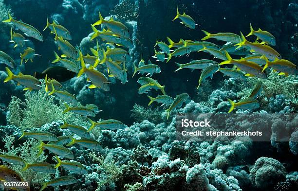 Яркожелтый Snapper — стоковые фотографии и другие картинки Yellowtail Snapper - Yellowtail Snapper, Yellowtail Surgeonfish, Багамские острова